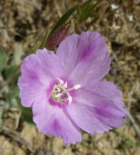 Clarkia purpurea quadrivulnera flower